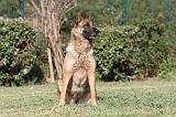 MALINOIS 1138